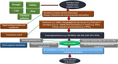 Mechanism of cotton resistance to abiotic stress, and recent research advances in the osmoregulation related genes